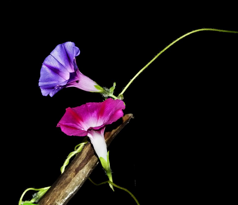 Flower blossom floral