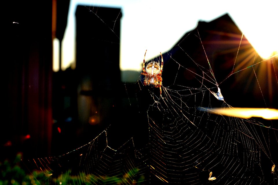 Close up arachnid animals