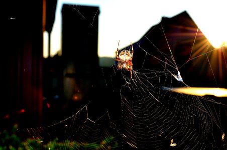 Close up arachnid animals