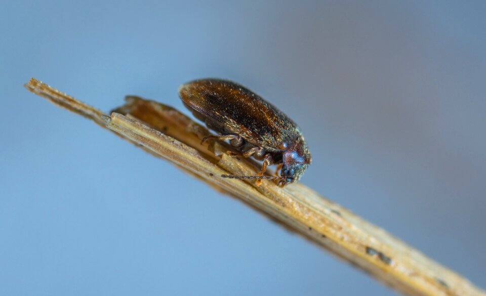 Outdoors insect beetle