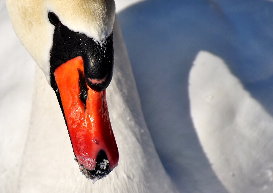 Plumage white snow