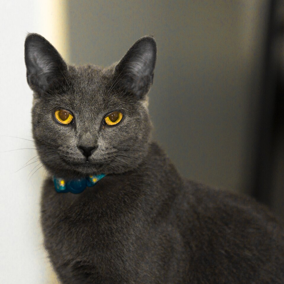 Mammal eyes face