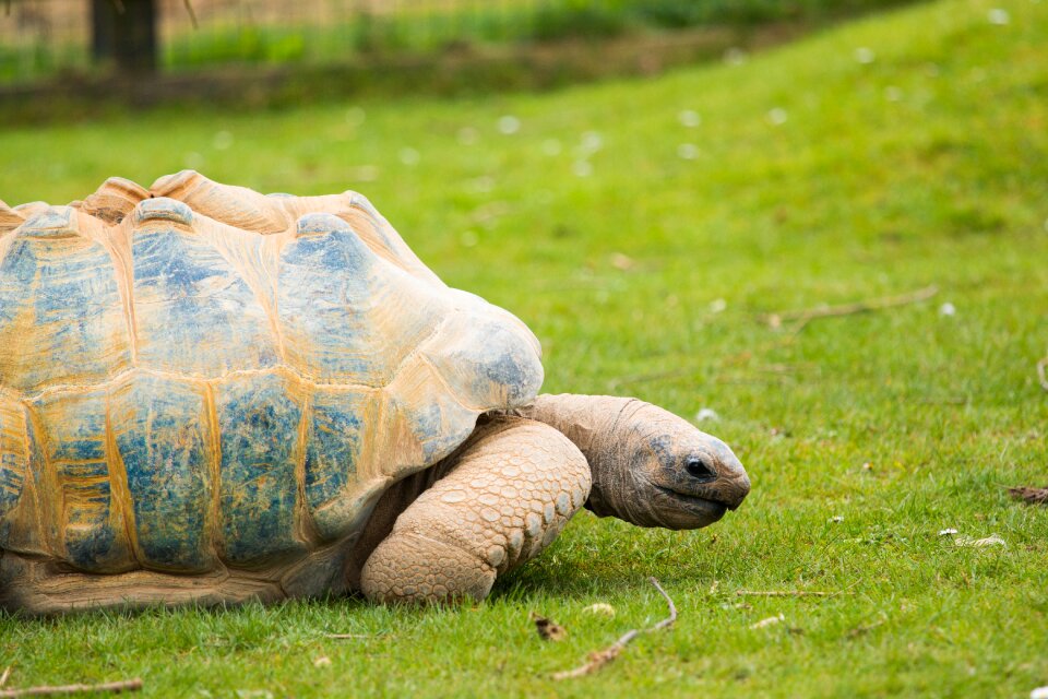 Wildlife turtle park