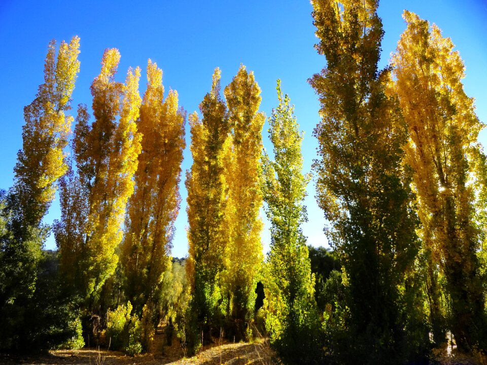 Fall season foliage