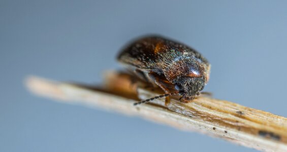 Living nature beetle outdoors