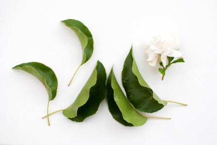 Nature plant green
