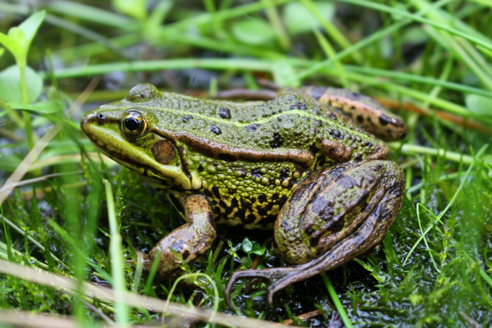 Frog animal grass