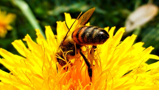 Bee plant pollination photo