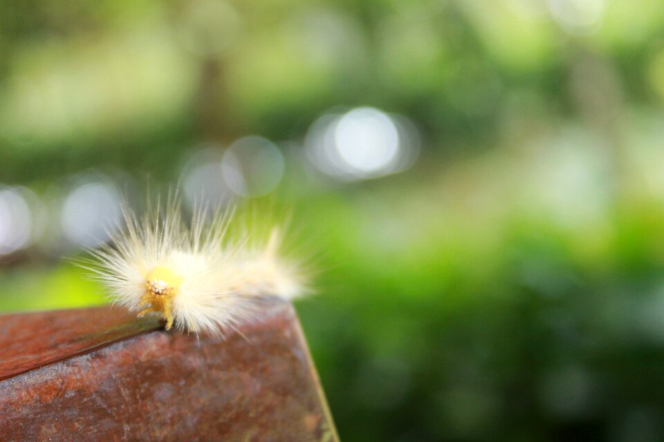 Macro worm insect photo