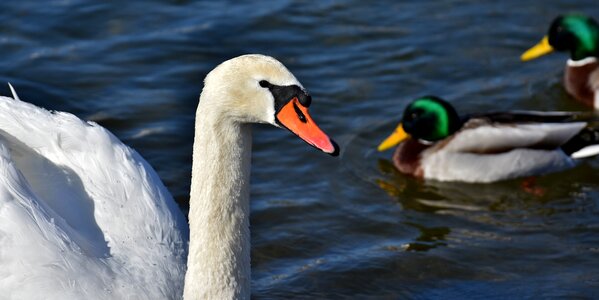 Plumage birds animal