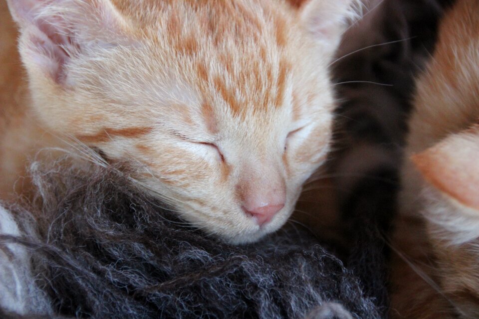 Sleeping close up young animal photo