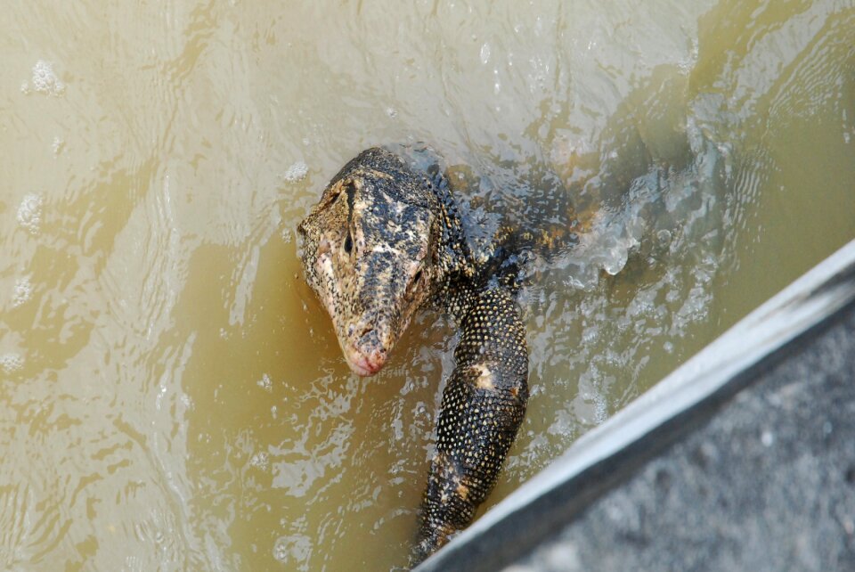 Animal reptile wild