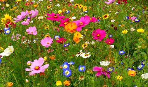 Blossoming meadow summer Free photos
