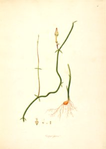 Ceropegia juncea CoromandelCoast 1-010