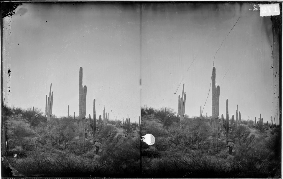 CEREUS GIGANTEUS CACTI, ARIZONA - NARA - 523938