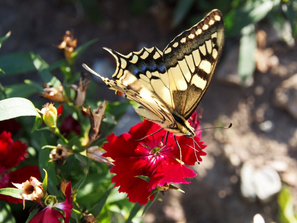 Insect nature yellow