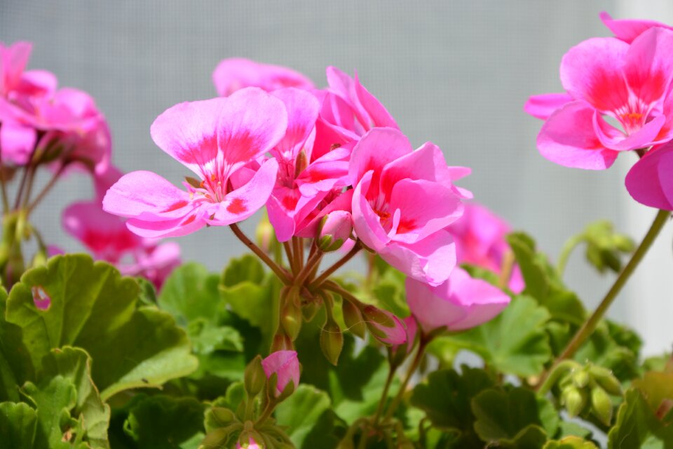Flowered flowers buds