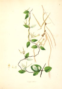 Ceropegia tuberosa CoromandelCoast 1-009