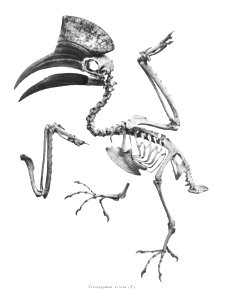 Certatogymna atrata 225