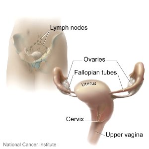 Cervix and nearby organs photo