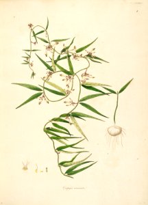 Ceropegia acuminata CoromandelCoast 1-008