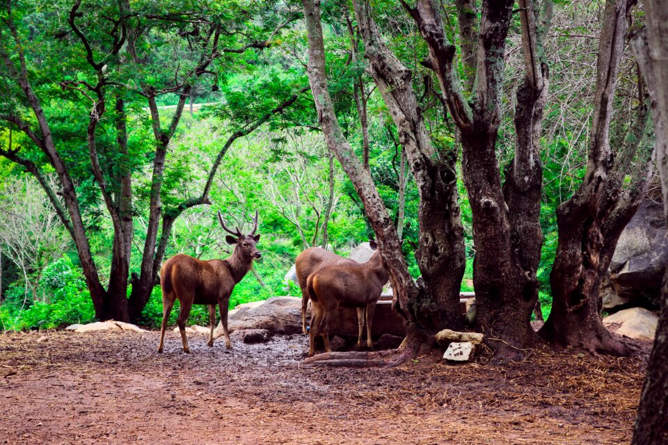Wildlife animal brown