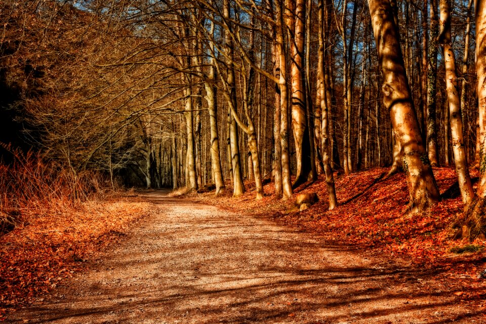 Evening nature abendstimmung