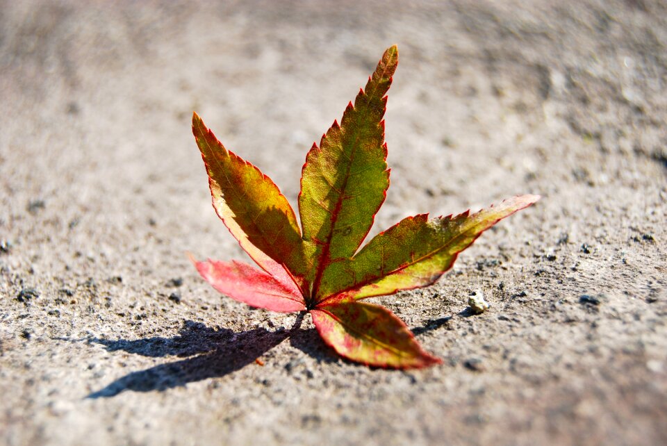 Fall leaves season orange