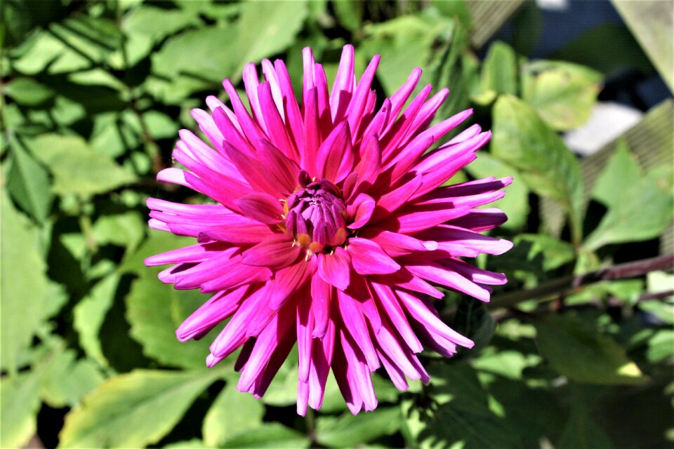 Floral bloom blossom