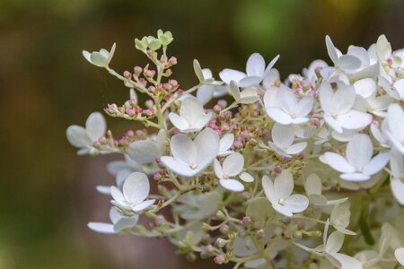 Thriving hydrangea garden