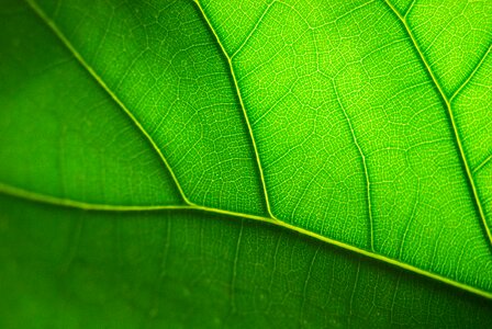 Green leaf nature plant