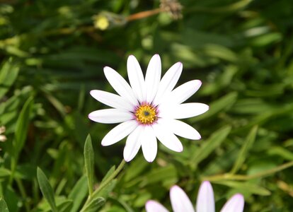 Massif white flowers white