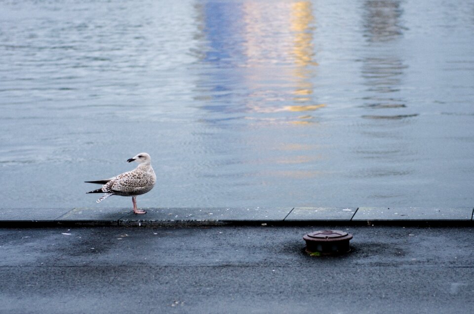 Water gull ocean