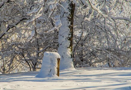 Tree leann nature