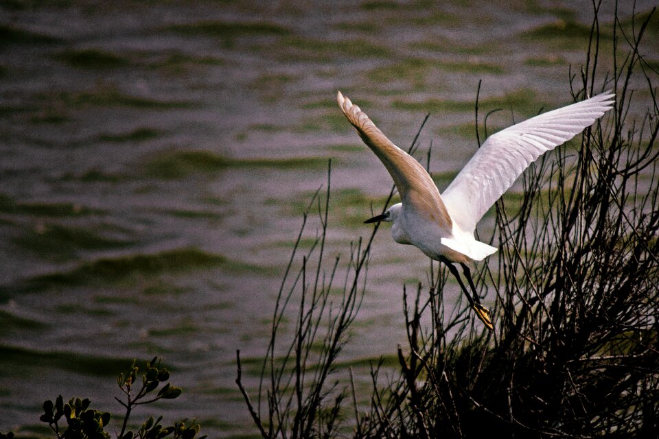 Lake wildlife swamp