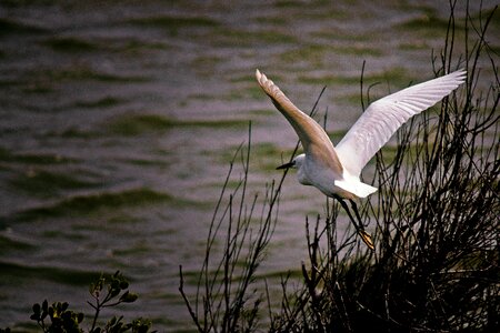 Lake wildlife swamp photo