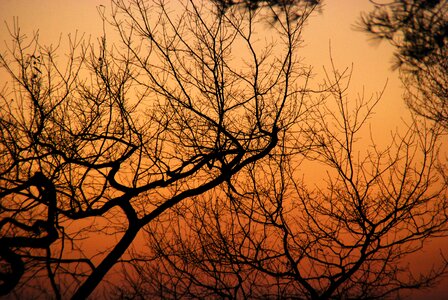 Nature forest sky photo