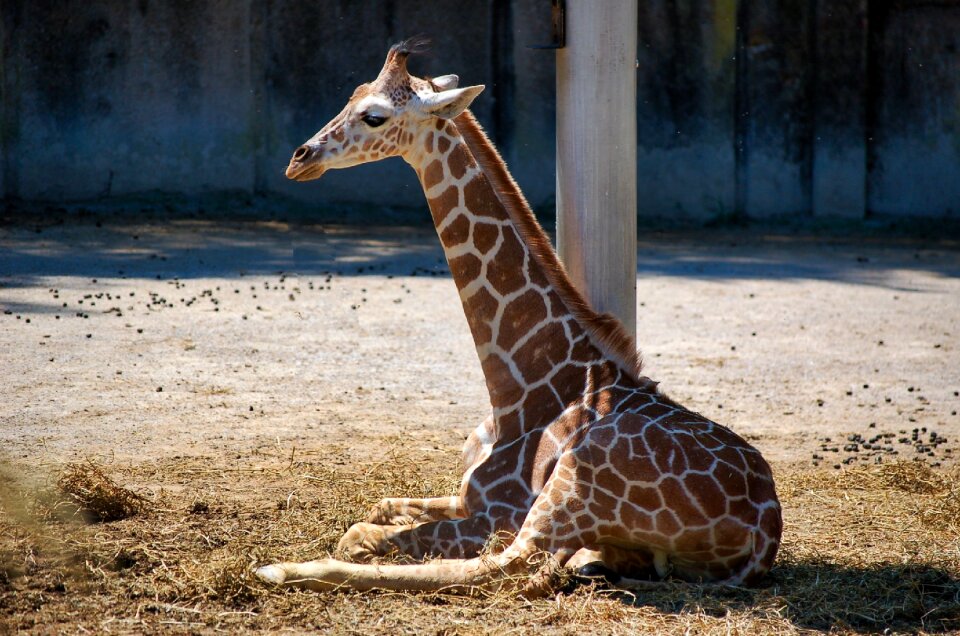 Mammal giraffe spots