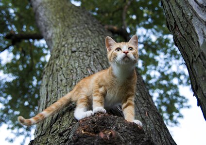 Cute outdoors mammal