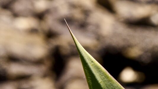 Succulent green desert plant