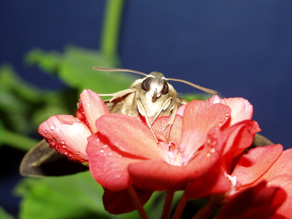 Macro butterfly flowers