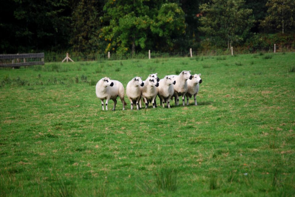 Sheep landscape Free photos