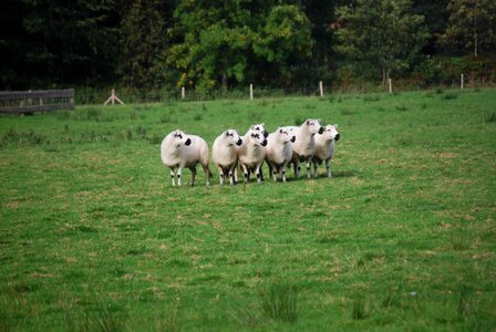 Sheep landscape Free photos