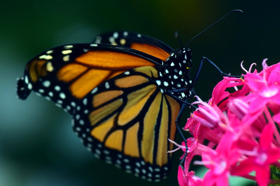 Insect wing tropical