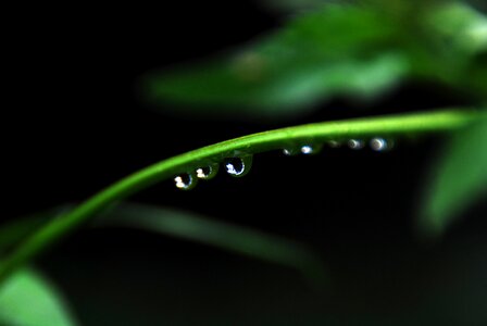 Rain green leaf nature photo