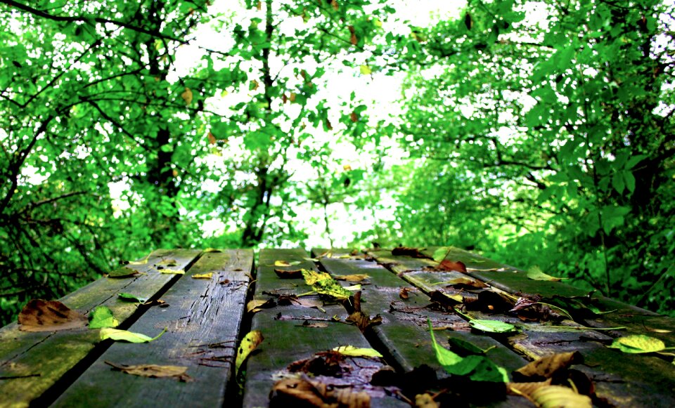 Forest leaf fall