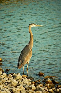 Wildlife outdoors lake
