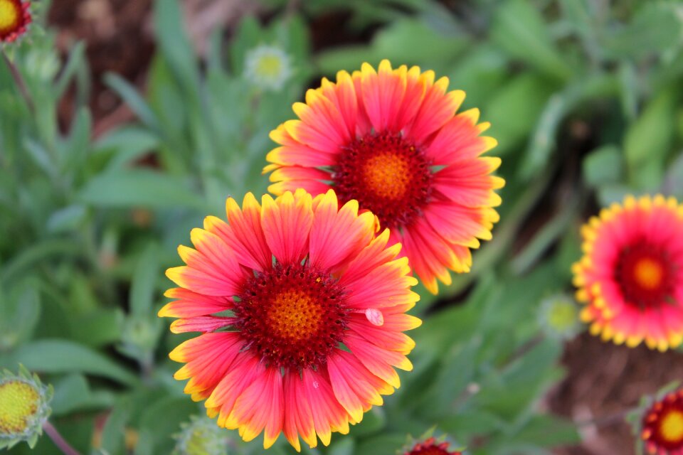 Red pink flowers blossom