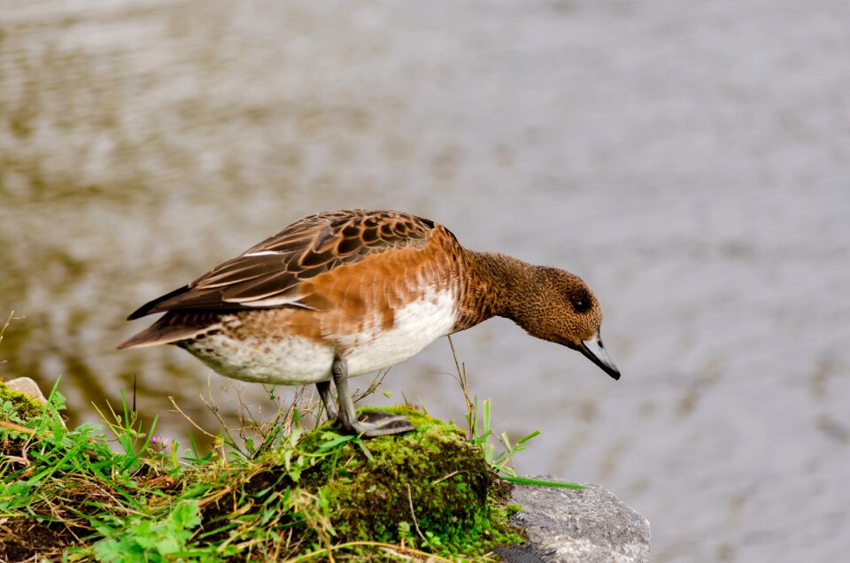 Waterfowl brown bird feathers photo