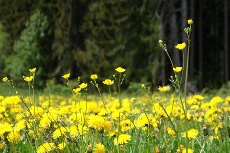 Field meadow dandelion photo